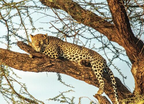 6 DAYS 5 NIGHT WILDLIFE SAFARI TO MAASAI MARA, LAKE NAKURU AND AMBOSELI- With First Night complimentary and Airport pick up.