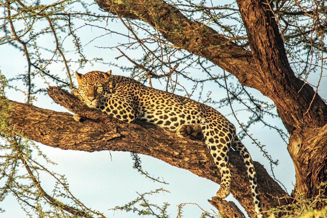 6 DAYS 5 NIGHT WILDLIFE SAFARI TO MAASAI MARA, LAKE NAKURU AND AMBOSELI- With First Night complimentary and Airport pick up.