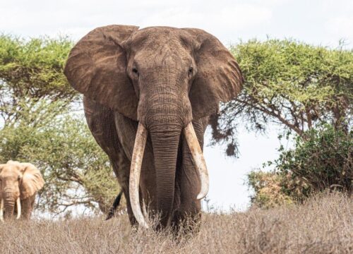 7 Days, 6 Nights PRIVATE COMFORT SAFARI To Masai Mara, Lake Nakuru, Lake Naivasha/Hell’s Gate And Amboseli National Park Using 4WD JEEP