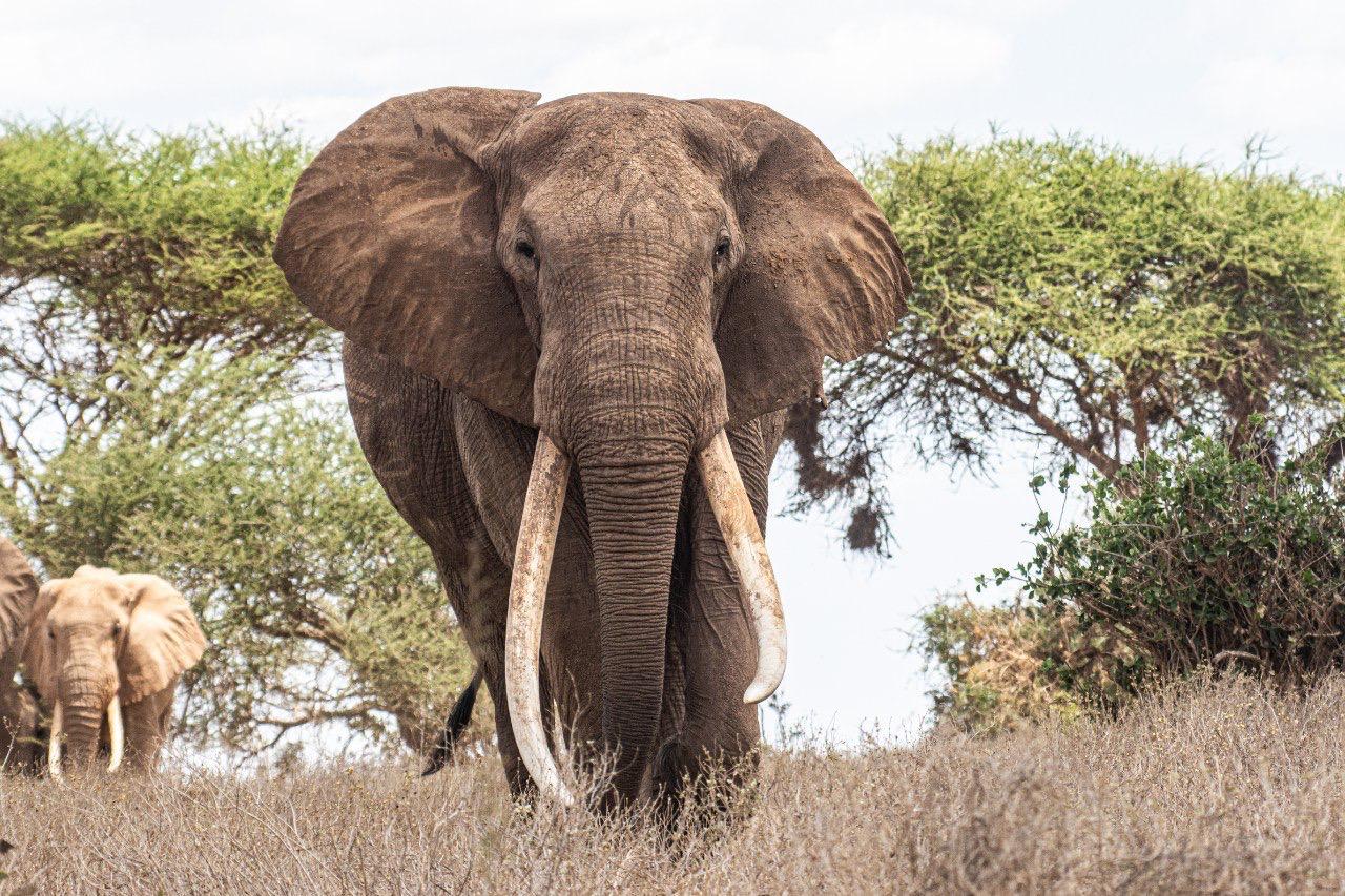 7 Days, 6 Nights PRIVATE COMFORT SAFARI To Masai Mara, Lake Nakuru, Lake Naivasha/Hell’s Gate And Amboseli National Park Using 4WD JEEP