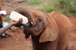 DAY TRIP TO THE ELEPHANT ORPHANAGE GIRAFFE CENTER AND BOMAS OF KENYA – NAIROBI