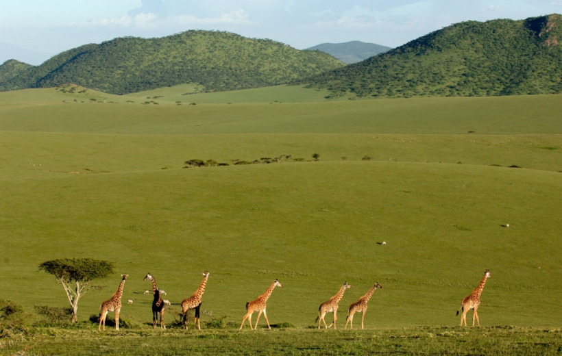 5 days, 4 nights Kenya and Tanzania Private Budget camping safari package