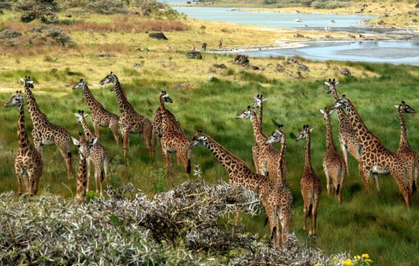 Day Tour To Arusha National Park From Arusha.