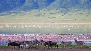 DAY TOUR TO NGORONGORO CRATER AND GAME DRIVE FROM ARUSHA