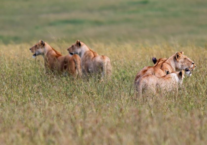 3 Days Masai Mara Group Safari on 4x4 Jeep