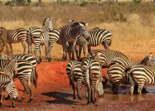 3 DAYS 2 NIGHTS SAFARI TO TSAVO EAST NATIONAL PARK FROM NAIROBI