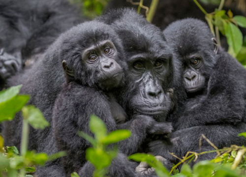 10 Days Uganda Highlight Safari – The Pearl Of Africa Experience