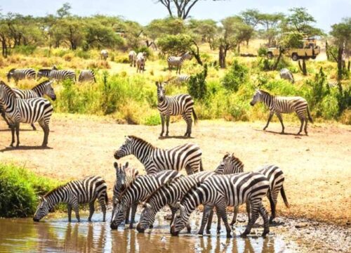 4 Days 3 Nights Tanzania Private Safari To Serengeti And Ngorongoro Using A 4 X 4 Land Cruiser Jeep