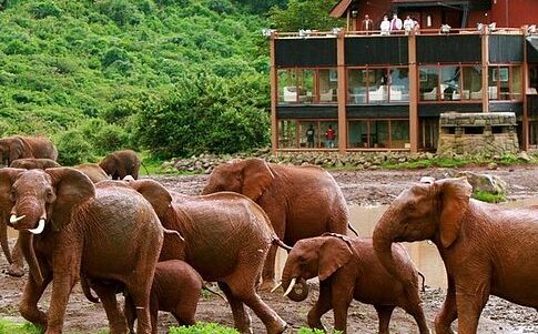 OVERNIGHT SAFARI TO ABERDARE NATIONAL PARK