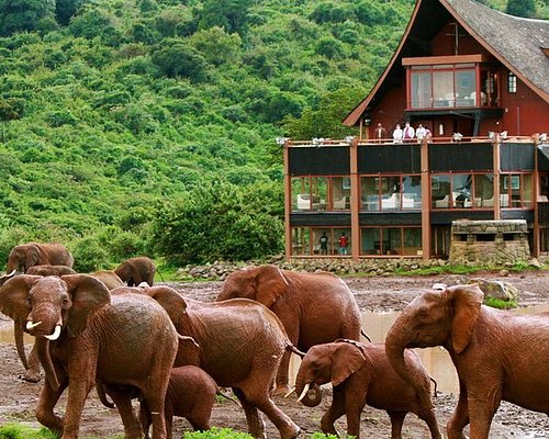 OVERNIGHT SAFARI TO ABERDARE NATIONAL PARK