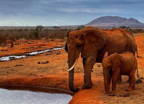 3 DAYS 2 NIGHTS SAFARI TO TSAVO EAST NATIONAL PARK FROM MOMBASA