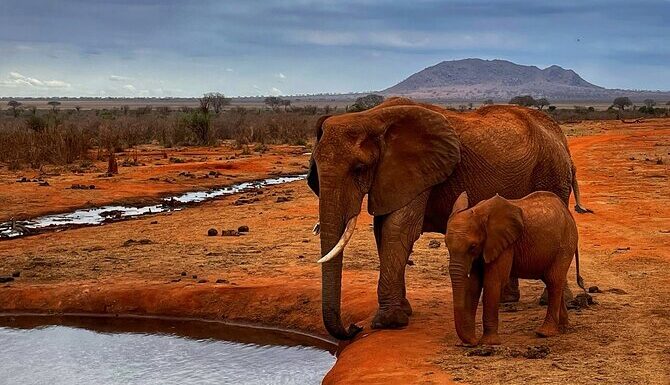 3 DAYS 2 NIGHTS SAFARI TO TSAVO EAST NATIONAL PARK FROM MOMBASA