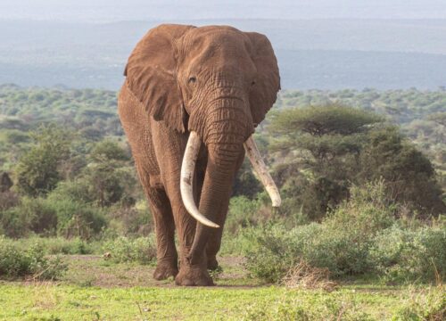 2 DAYS 1 NIGHT SAFARI TO LAKE BOGORIA RESERVE FROM NAIROBI