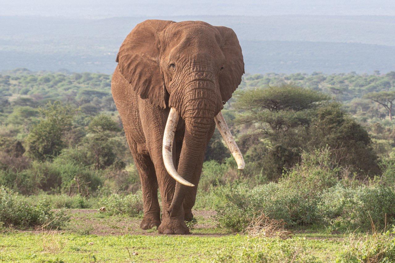 2 DAYS 1 NIGHT SAFARI TO LAKE BOGORIA RESERVE FROM NAIROBI