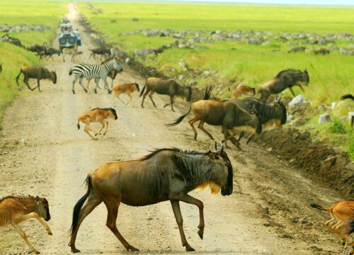 15 DAYS, 14 NIGHTS KENYA AND TANZANIA COMFORT PRIVATE SAFARI