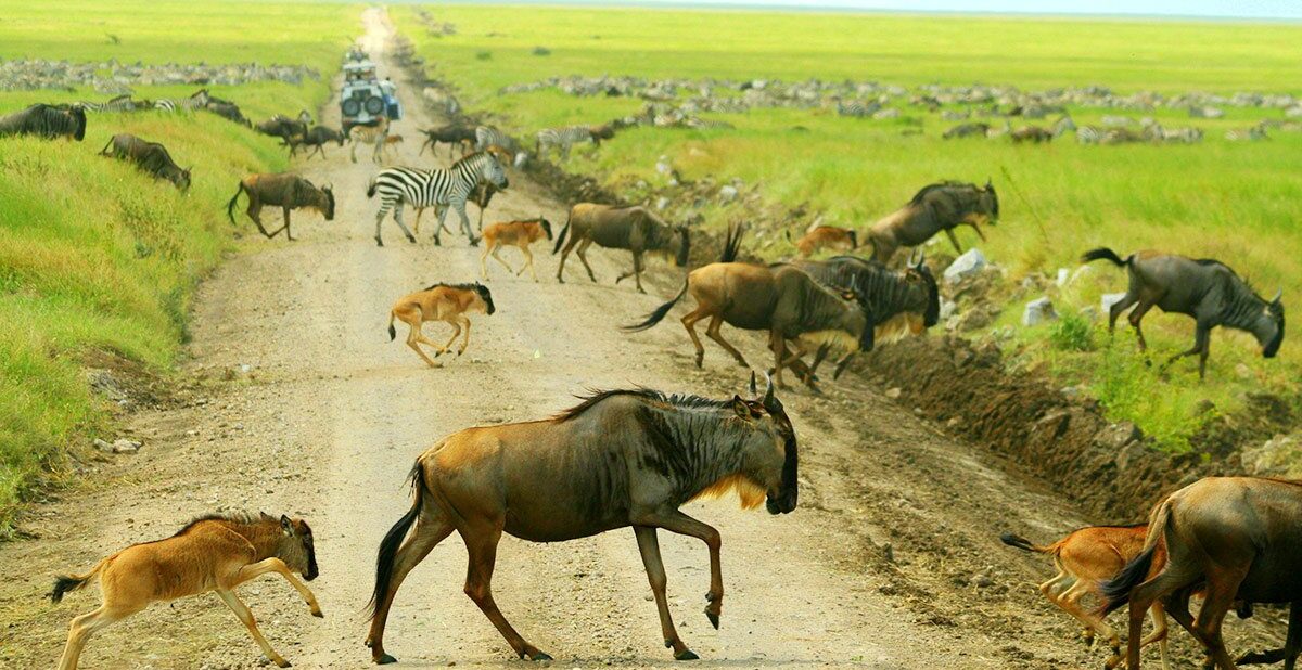 15 DAYS, 14 NIGHTS KENYA AND TANZANIA COMFORT PRIVATE SAFARI