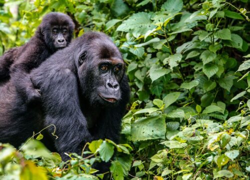 The 7 Days Amazing Week Kibale Forest N.P., Queen Elizabeth N.P., Bwindi Impenetrable Forest N.P., Lake Mburo N.P