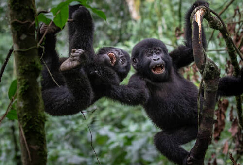 2 DAYS 1 NIGHT Rwanda Gorillas Trek Super Express Trip