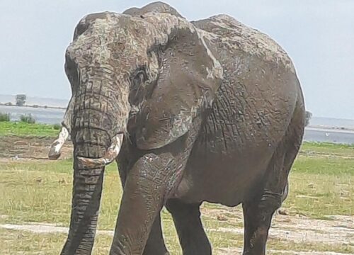 DAY TRIP TO TARANGIRE NATIONAL PARK FROM ARUSHA