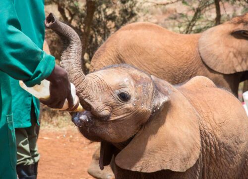 Full Day Tour To Nairobi National Park, Sheldrick Elephant Orphanage, Giraffe Centre ,Bomas Of Kenya And Dinner Carnivore