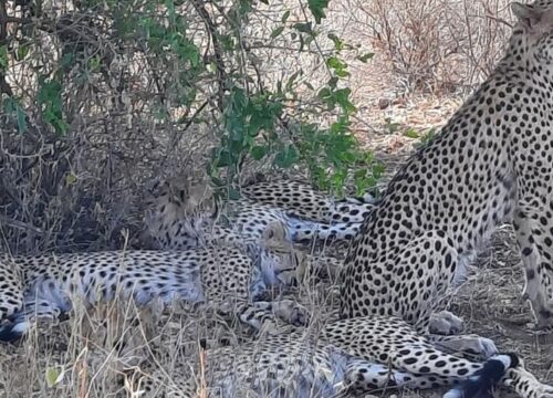 12 Days, 11 Nights Best Of Kenya & Tanzania Budget Camping Safari -With Airport Pick  & First Night Complimentary