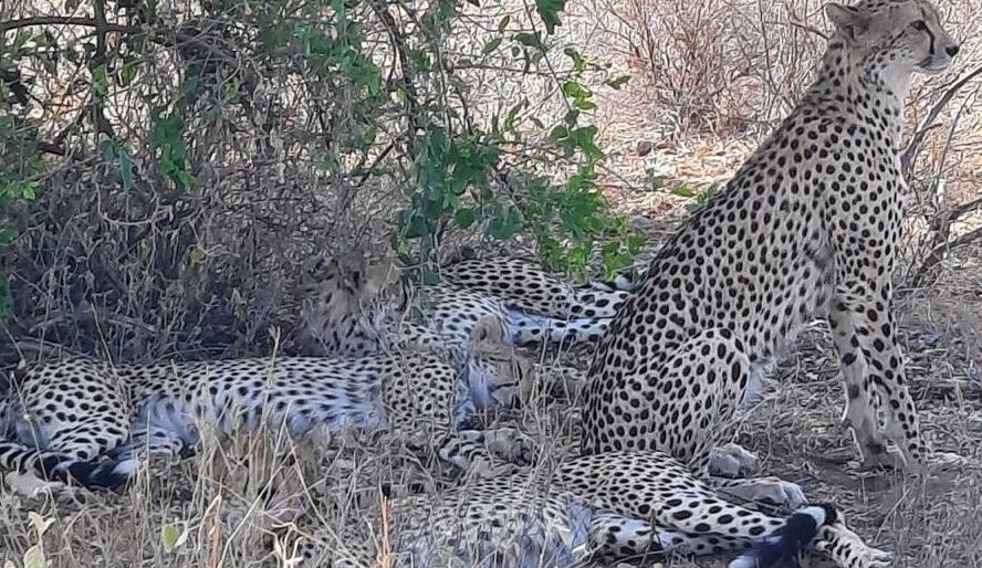 12 Days, 11 Nights Best Of Kenya & Tanzania Budget Camping Safari -With Airport Pick  & First Night Complimentary