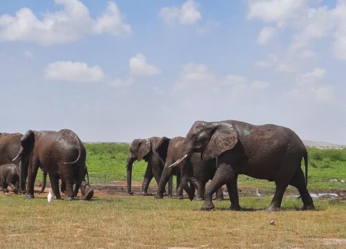 FULL DAY TOUR TO LAKE MANYARA NATIONAL PARK