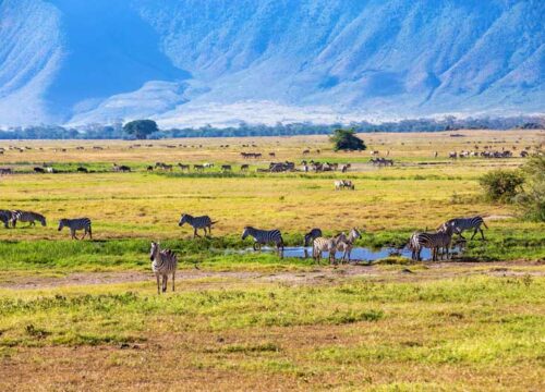 DAY TOUR TO NGORONGORO CRATER AND GAME DRIVE FROM ARUSHA