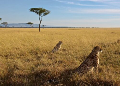 Best Time to Visit Maasai Mara National Reserve (Month-by-Month Safari Guide