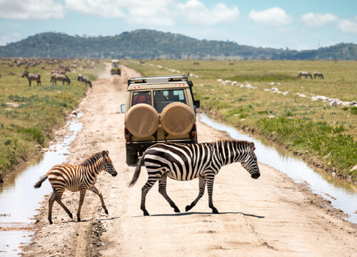 Top National Parks for Tanzania Group Joining Safaris: Lake Manyara, Serengeti & Ngorongoro