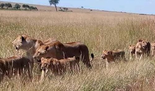 7 Days Safari Package To Masai Mara, Lake Nakuru & Naivasha/Hell’s Gate & Samburu National Reserve with complimentary night at After 40 Hotel in Nairobi and airport pick up