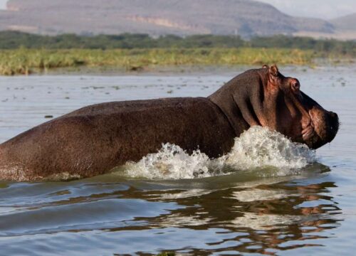 5 Days Budget Group Joining Kenya Safari: Masai Mara, Lake Nakuru & Naivasha - with a complimentary Airport Pickup