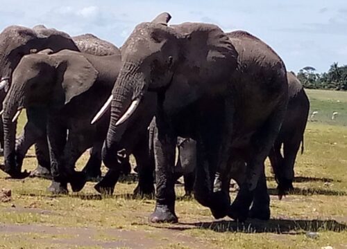 3 DAYS, 2 NIGHTS AMBOSELI NATIONAL PARK SAFARI FROM NAIROBI