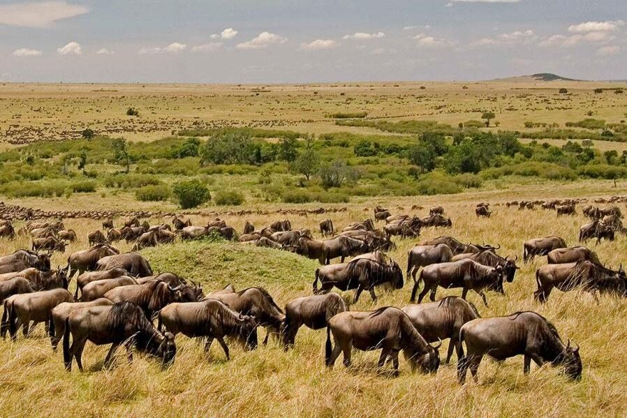 Mara-wildebeest (2)