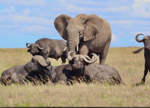 10 DAYS, 9 NIGHTS KENYA BUSH SAFARI AND BEACH RELAXATION PACKAGE