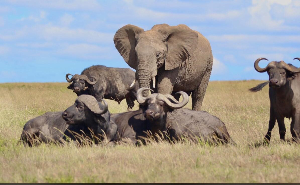 10 DAYS, 9 NIGHTS KENYA BUSH SAFARI AND BEACH RELAXATION PACKAGE