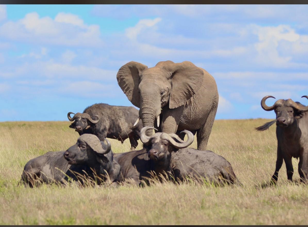 10 DAYS, 9 NIGHTS KENYA BUSH SAFARI AND BEACH RELAXATION PACKAGE