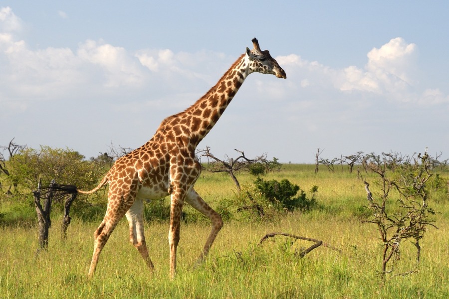 masai-giraffe-safari