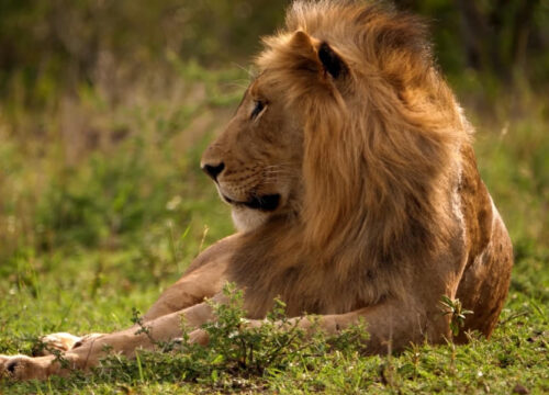 Guide to Park Fees of Maasai Mara National Reserve 2026/2027
