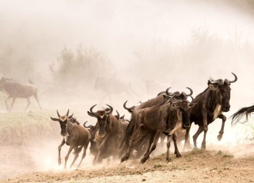The Great Wildebeest Migration in Maasai Mara National Reserve: When to Visit & What to Expect