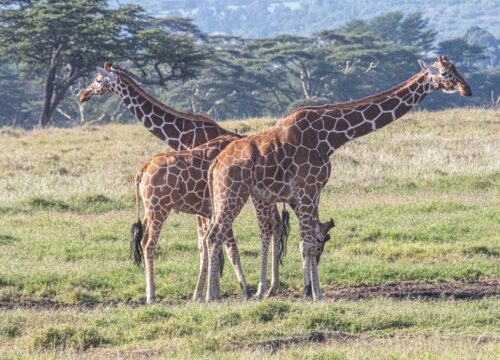 3 DAYS, 2 NIGHTS SAMBURU NATIONAL RESERVE PRIVATE SAFARI PACKAGE