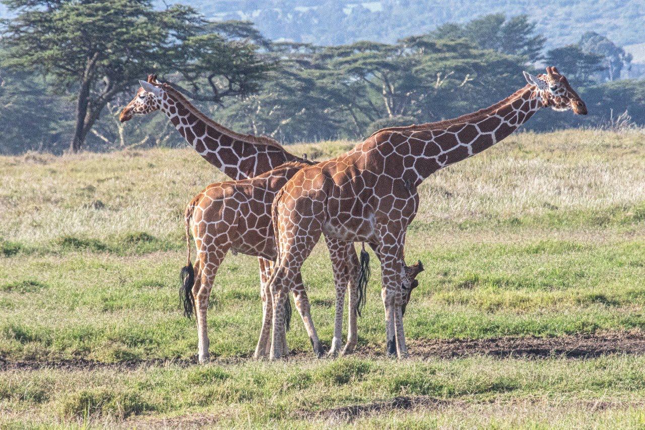 3 DAYS, 2 NIGHTS SAMBURU NATIONAL RESERVE PRIVATE SAFARI PACKAGE