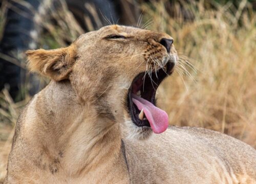 3 DAYS 2 NIGHTS PRIVATE SAFARI TO MERU NATIONAL PARK FROM NAIROBI