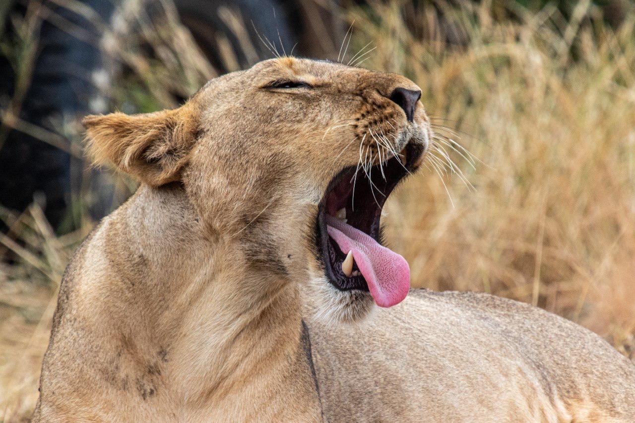 3 DAYS 2 NIGHTS PRIVATE SAFARI TO MERU NATIONAL PARK FROM NAIROBI