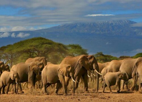 5 DAYS 4 NIGHTS LUXURY FLYING PRIVATE SAFARI TO MAASAI MARA AND AMBOSELI PARK