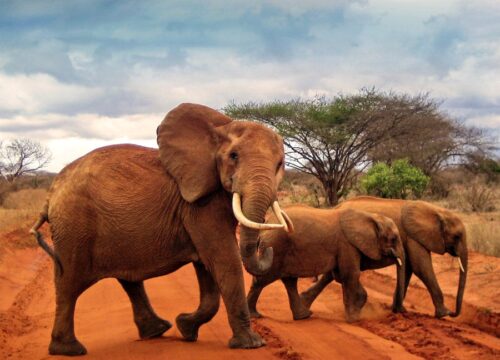 Attractions & Activities in Tsavo West & Tsavo East National Parks