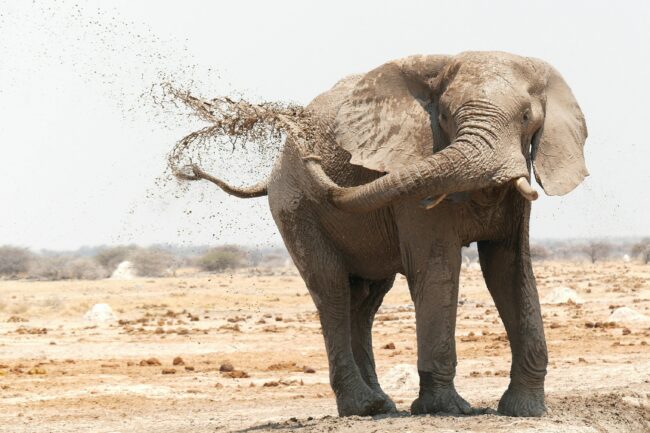 6 Day Namibia Highlights Tour